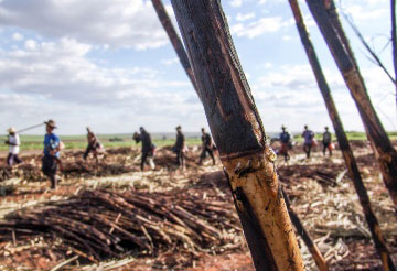 Employment: Formal And Informal